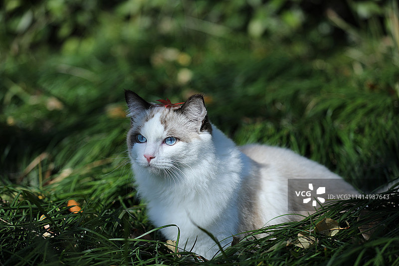 一片绿色草丛里的布偶猫图片素材