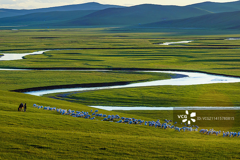 呼伦贝尔草原-莫日格勒河-牧羊群图片素材