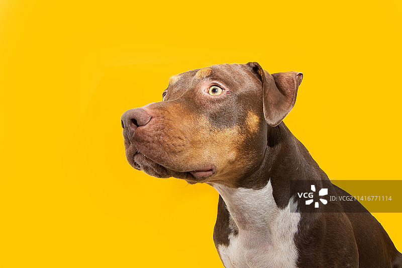 肖像混合品种的美国恶霸和美国斯塔福德郡狗看向别处，赫罗纳，西班牙图片素材