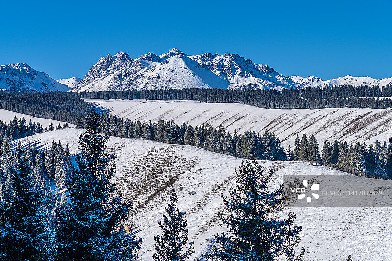 冬季 新疆那拉提草原 雪山 草原 云杉 森林图片素材