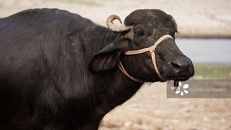 印度北方邦Prayagraj，水牛站在田野上的侧视图图片素材