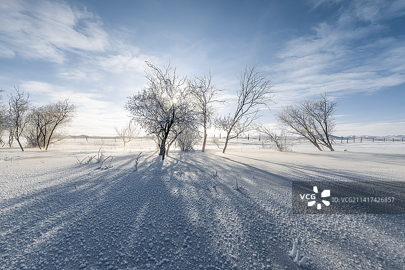 雪地里的树-雪地上的树木顶着天空-冬季雾凇雪景背景-雪景日出-雾凇日出光影图片素材