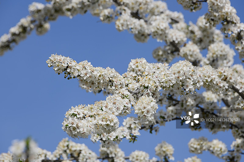美国，美国，樱花在湛蓝天空下的低角度视图图片素材