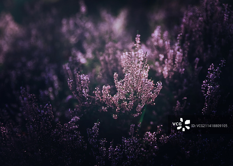 田野上紫色开花植物的特写，Pietzmoor,Schneverdingen，德国图片素材