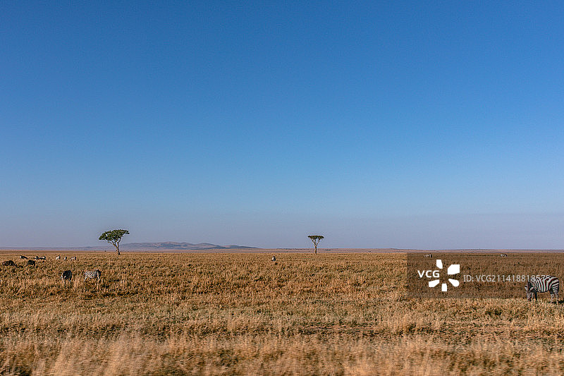 肯尼亚大裂谷纳洛克县，马赛马拉旅游，马赛马拉国家保护区，肯尼亚图片素材