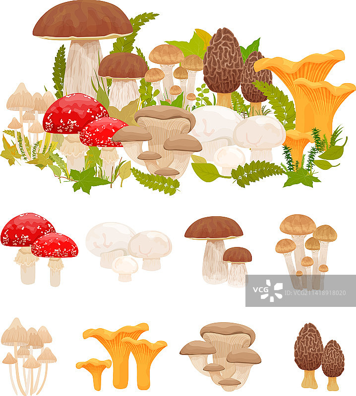 森林蘑菇套装图片素材