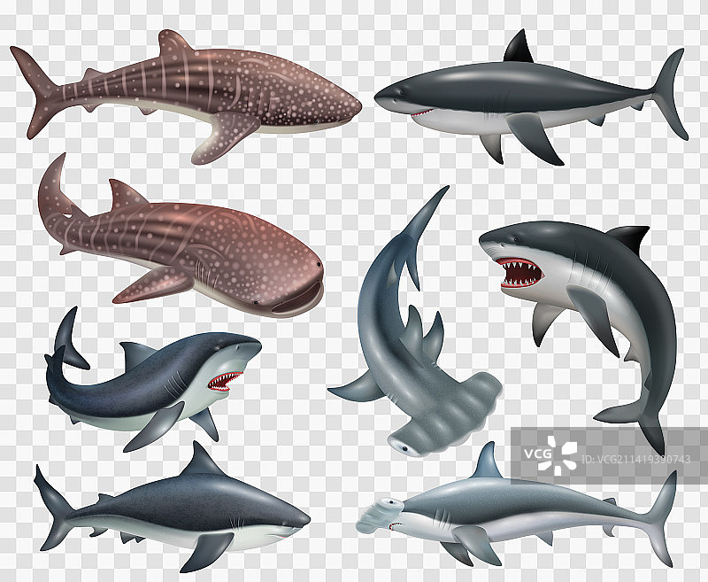 鲨鱼写实套装图片素材