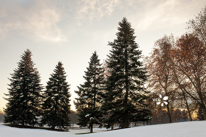 白雪覆盖的田野上的树木映衬着天空，意大利佩勒里纳公园图片素材