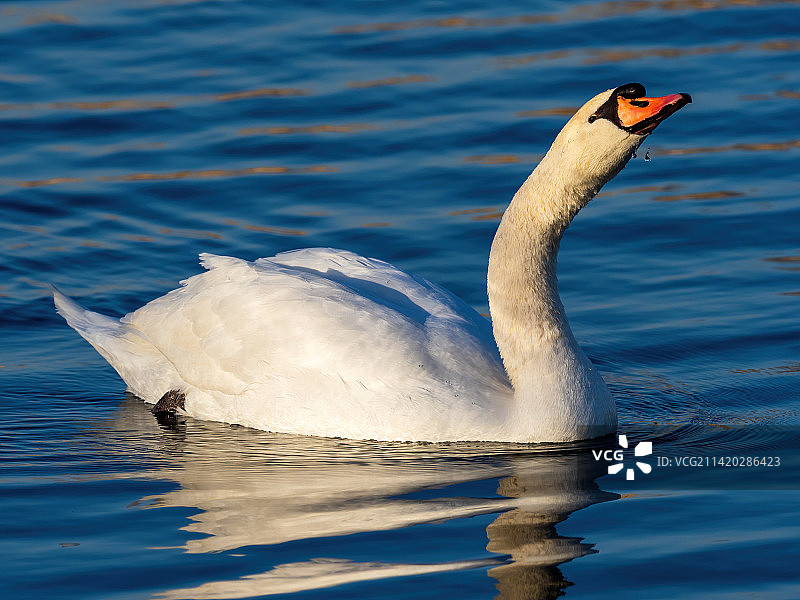 河南 郑州 龙湖 天鹅 动物保护 白天鹅图片素材