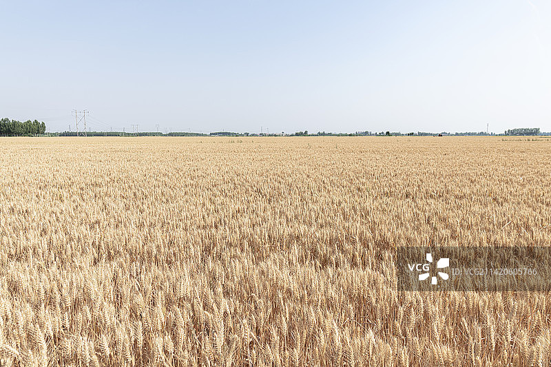 初夏季节北方麦田里即将成熟的小麦图片素材