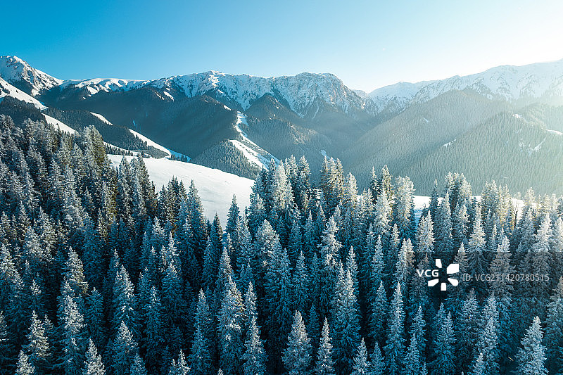 冬季新疆果子沟森林公园雪景图片素材