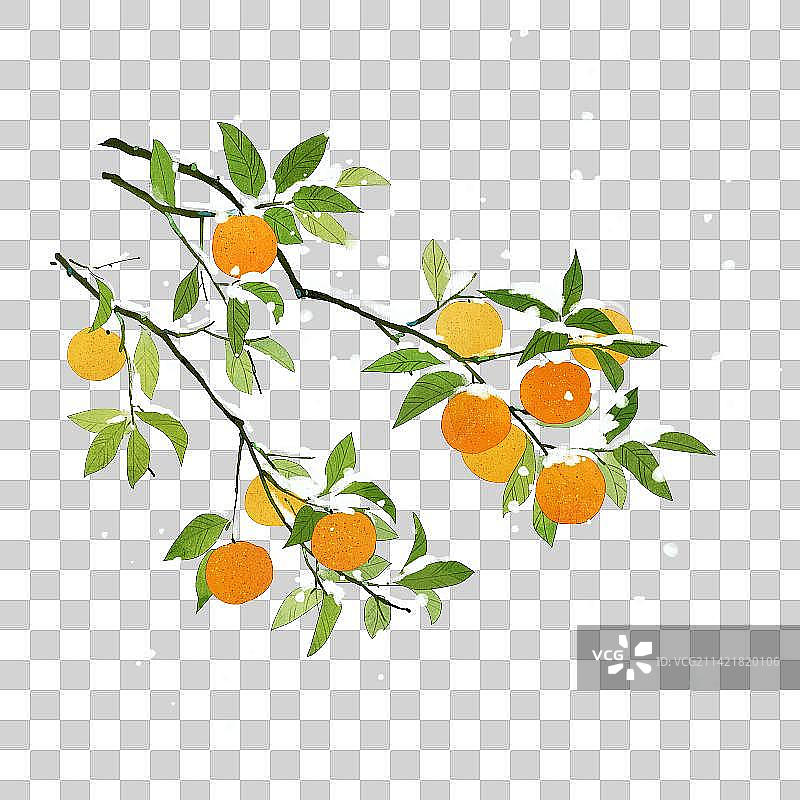 下雪天的橘子树插画图片素材