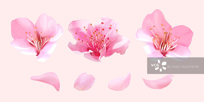 粉红色樱花盛开特写素材组合图片素材