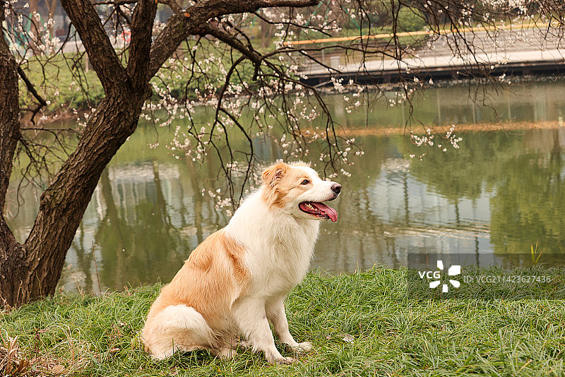 坐在湖边梅花树下的金色边境牧羊犬图片素材