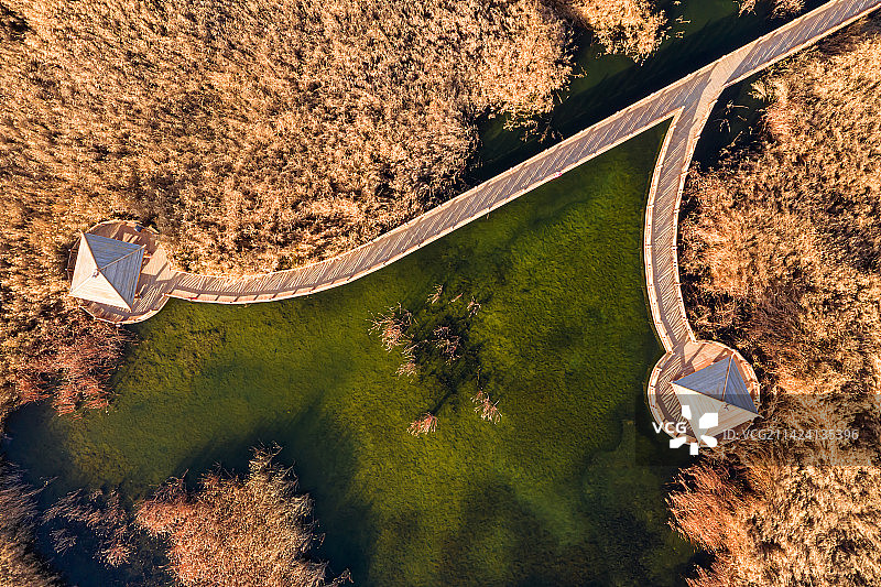 俯视金秋湿地芦苇荡景观廊桥图片素材