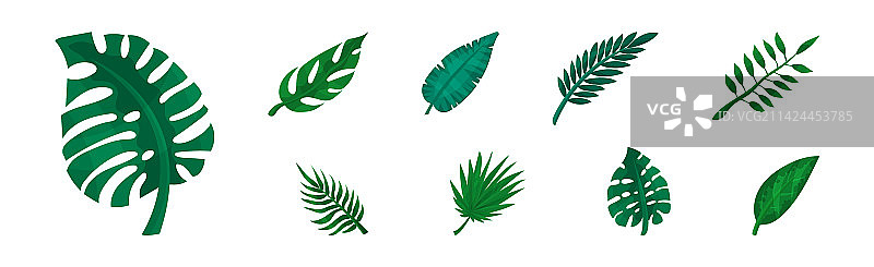 绿色热带树叶的异国情调植物集图片素材