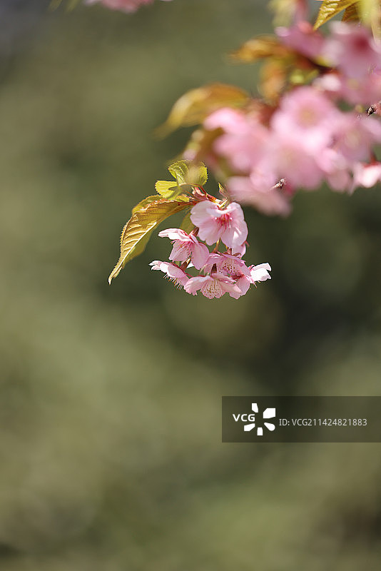 杭州西湖花港观鱼的河津樱樱花图片素材