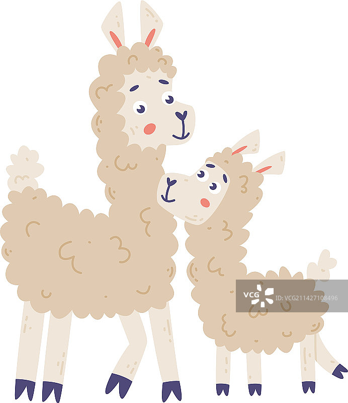 可爱的羊驼家族动物父母和它的孩子图片素材
