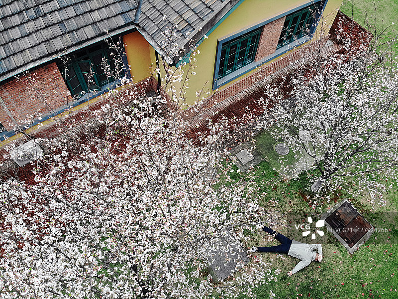 浙江大学华家池校区 在樱花树下赏花休憩的青年图片素材