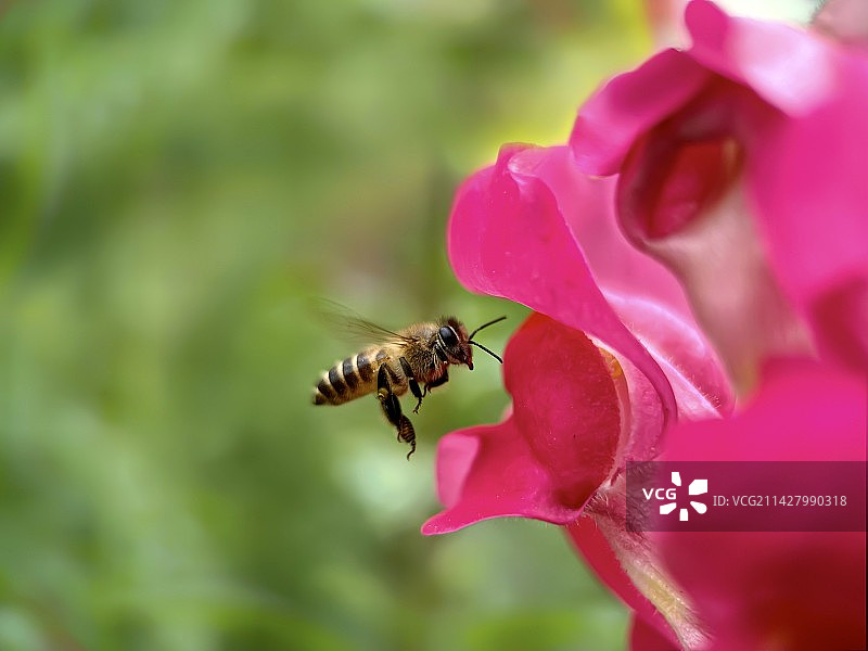 蜜蜂在粉色花上授粉的特写镜头图片素材