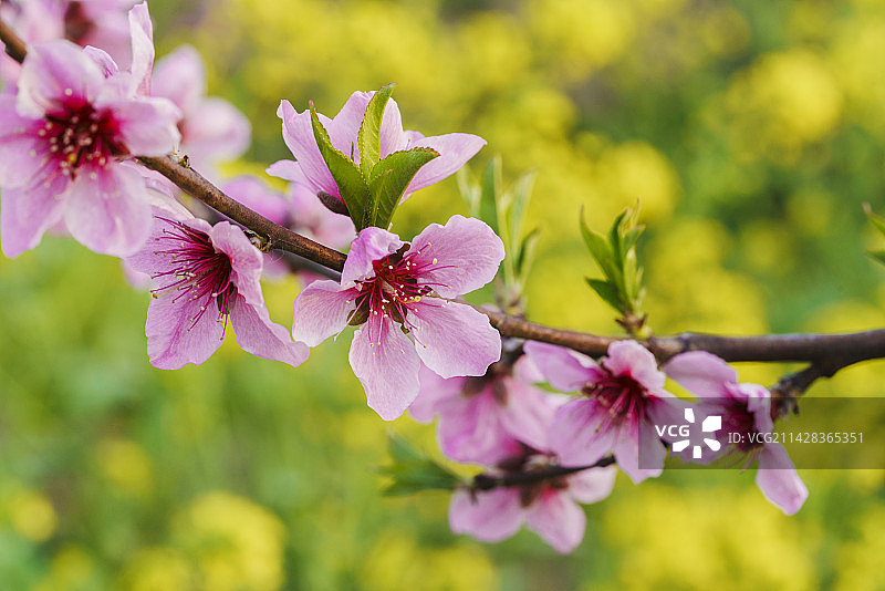 春天盛开在枝头上的桃花特写；粉红色的桃花；桃花花瓣；春天节气图片素材