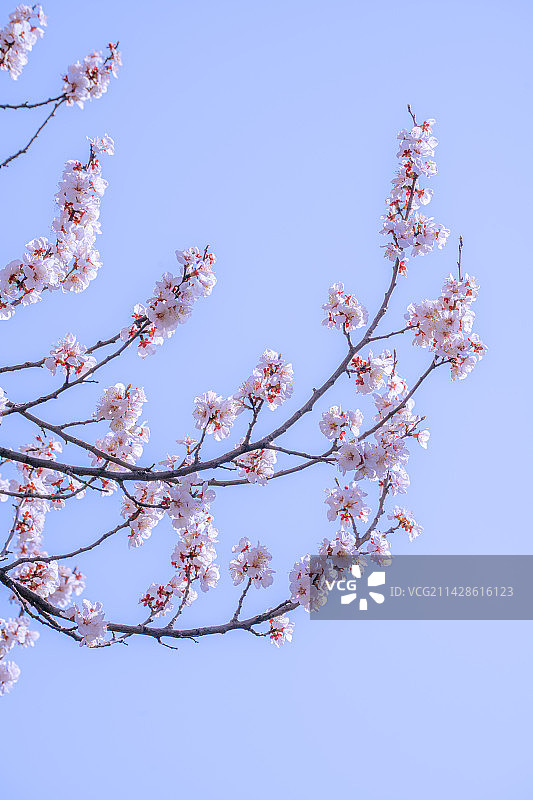 蓝天下樱花的低视角图片素材