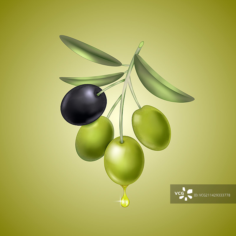 逼真的多汁橄榄成分图片素材