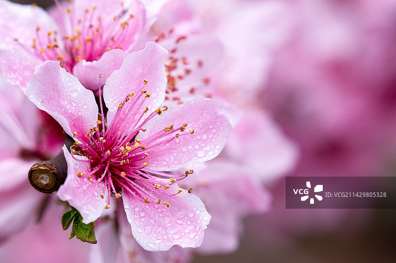春天盛开的桃花图片素材