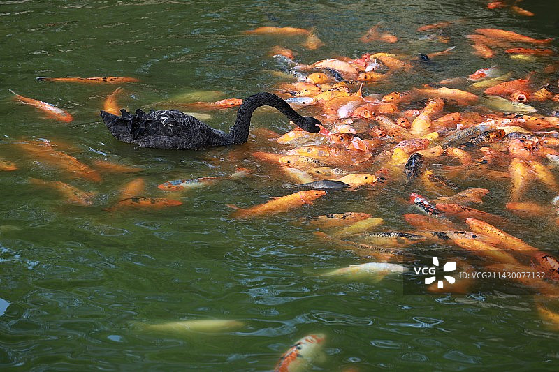 碧绿湖水中拥挤抢食的锦鲤鱼群与优雅的黑天鹅图片素材