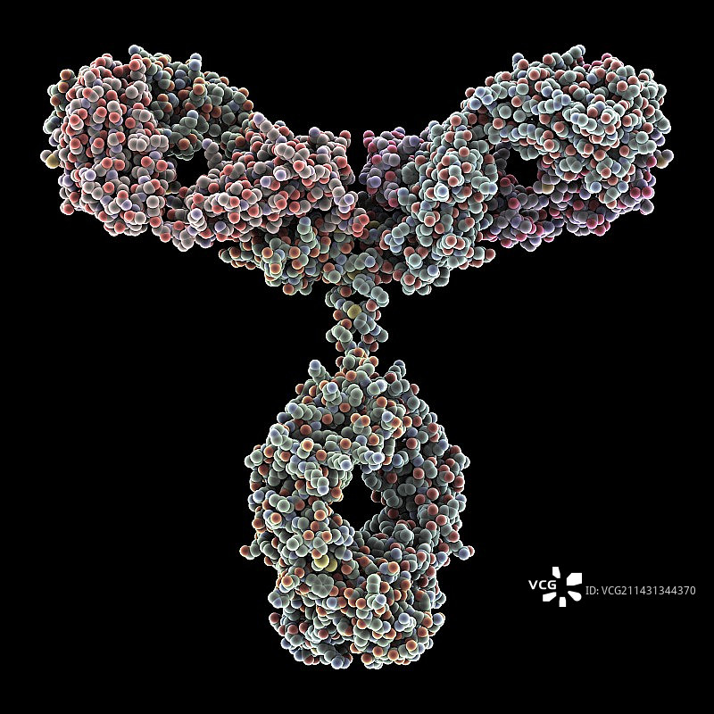 免疫球蛋白G抗体分子图片素材