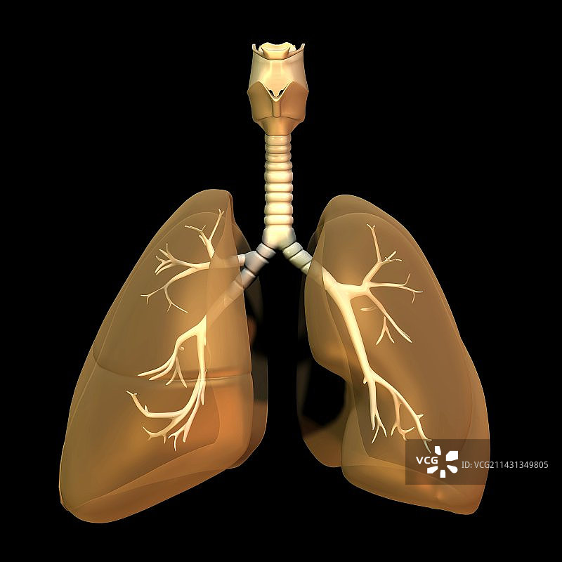 肺和气管，艺术品图片素材
