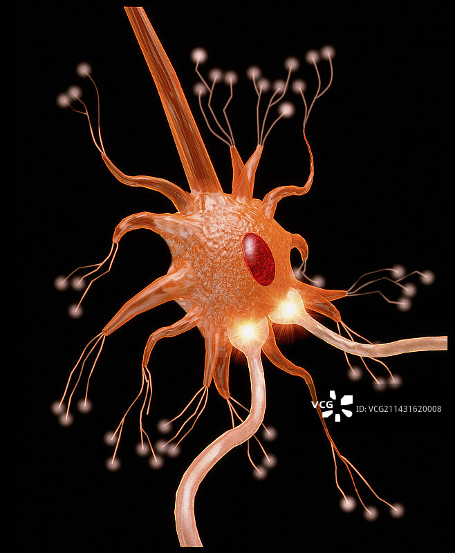 运动神经元的计算机图形图片素材