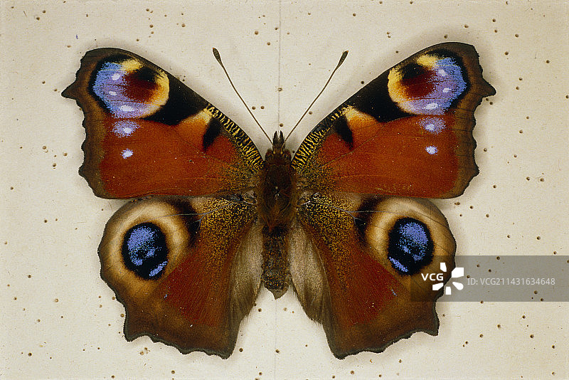 孔雀蝶的钉钉标本图片素材