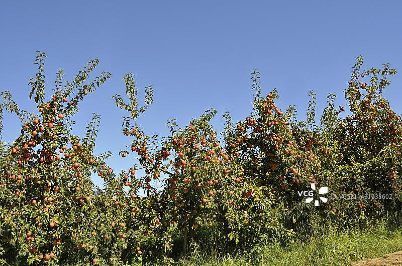 苹果园里有许多苹果，苹果树，品种:考克斯橙图片素材