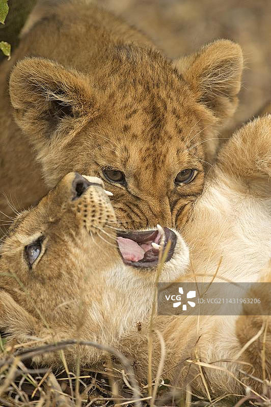 非洲肯尼亚马赛马拉，两只小狮子互相玩耍的头部照片图片素材