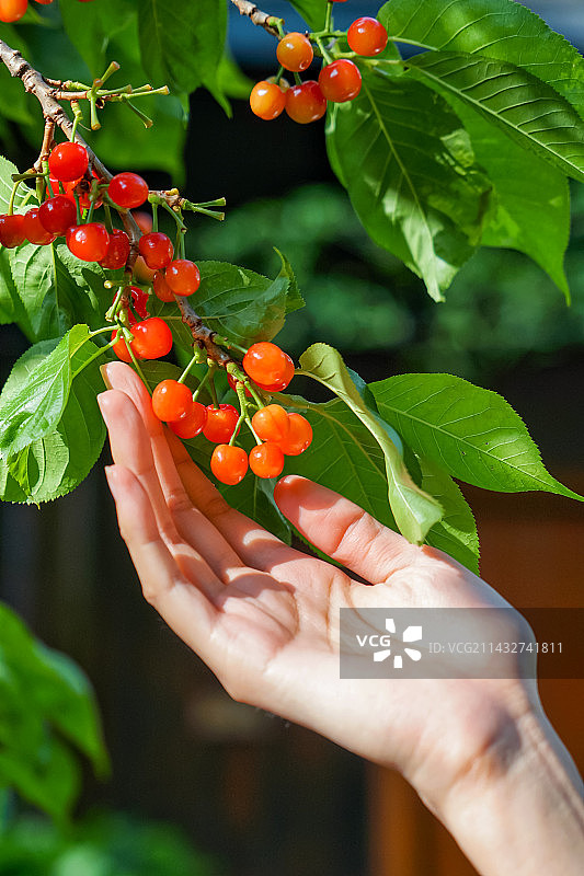 一只手拿着红色樱桃在植物上图片素材