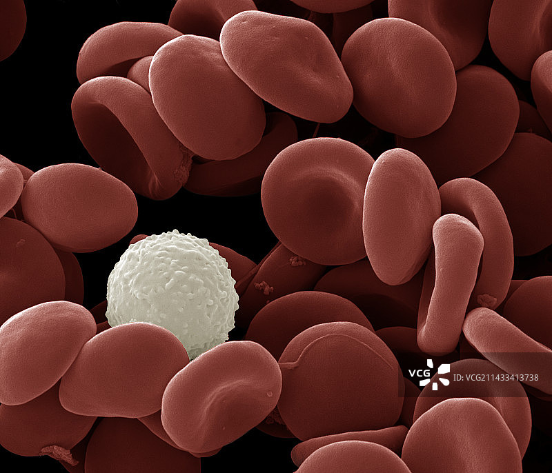 人类白细胞和红细胞图片素材