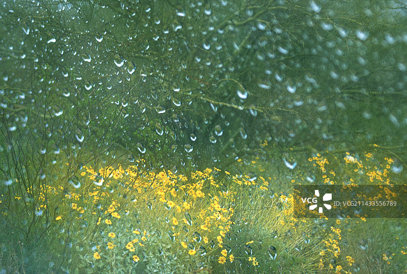 雨点落在窗外黄花的草地上图片素材