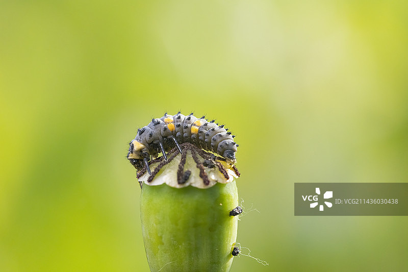 法国阿尔萨斯，七斑瓢虫(七星瓢虫)在罂粟果实上的幼虫图片素材