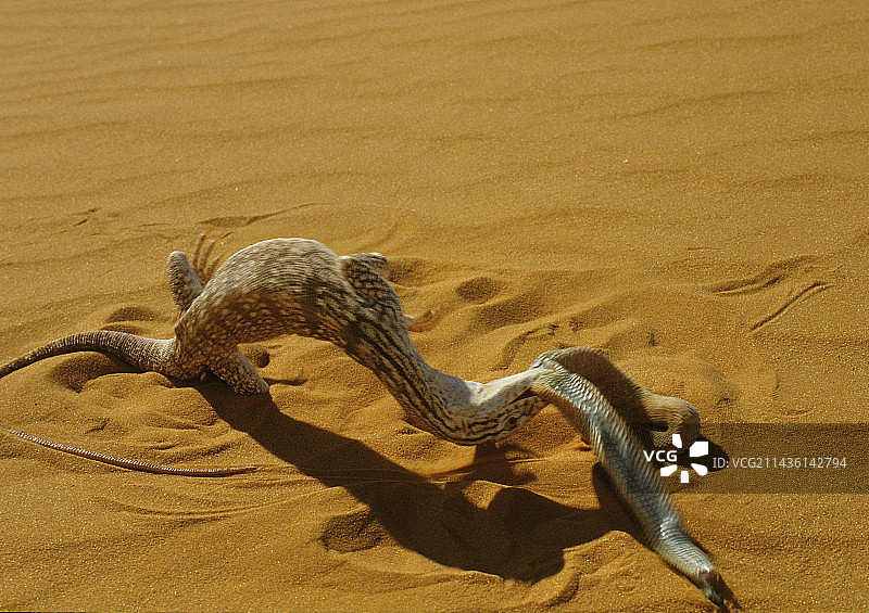 毛里塔尼亚沙漠监视器正在吃一条沙毒蛇图片素材
