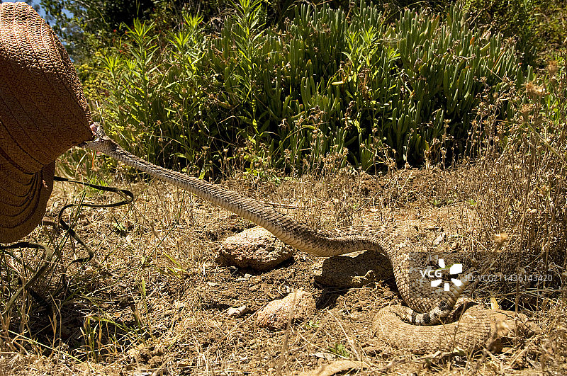 加利福尼亚西部响尾蛇咬人图片素材