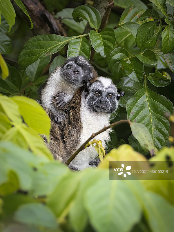 Geoffroy吗?巴拿马索贝拉尼亚国家公园，雄性绢毛猴(Saguinus geoffroyi)带着幼崽图片素材
