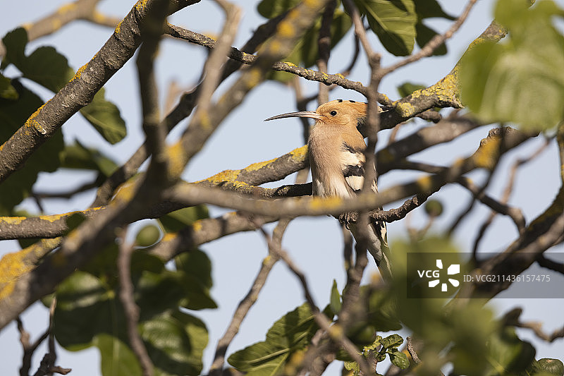 法国普罗旺斯，阿尔勒，一根树枝上的呼啦鸟图片素材