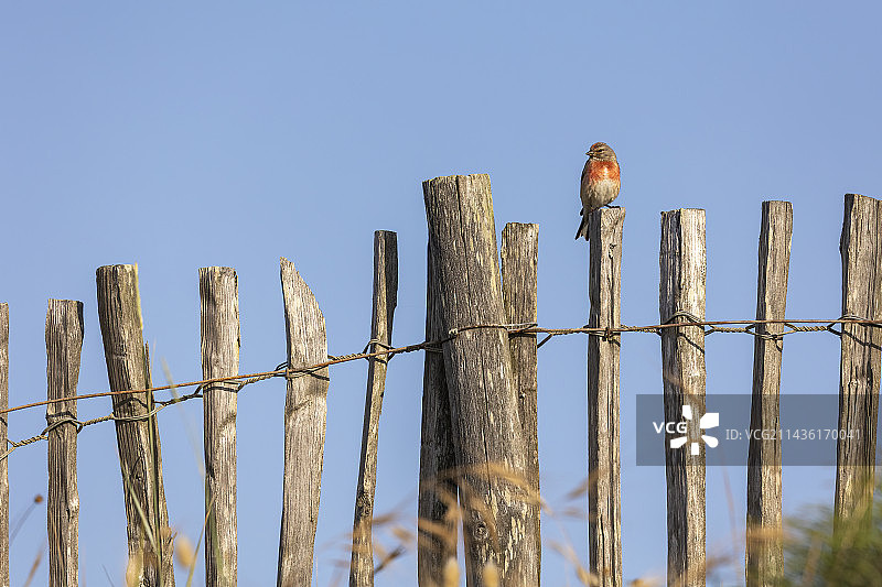 法国布列塔尼海边篱笆上的公红雀图片素材