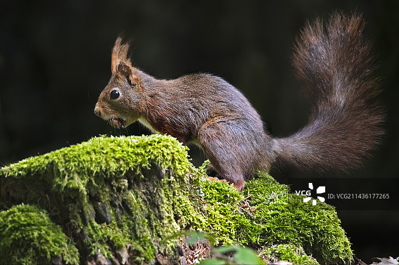 在雾蒙蒙的一天，法国奥弗涅的森林里，红松鼠(Sciurus vulgaris)在长满青苔的树桩上叼着一颗橡子图片素材