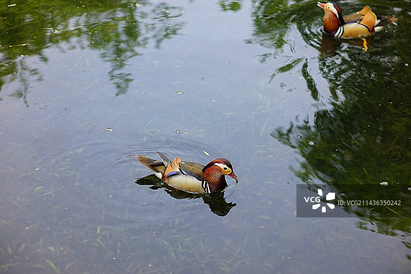 西湖柳浪闻莺池塘的鸳鸯图片素材