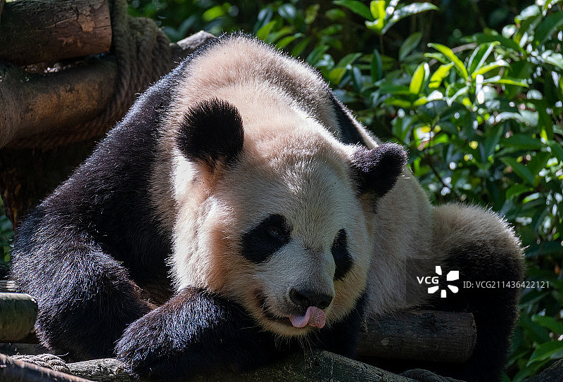 午睡的大熊猫图片素材
