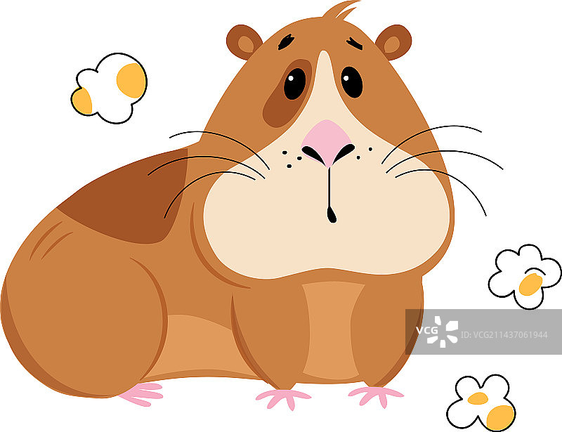 可爱的豚鼠吃爆米花有趣的棕色宠物图片素材