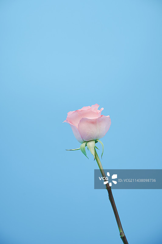 蓝色背景上粉红色玫瑰的特写镜头图片素材