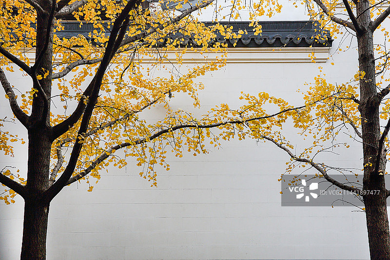 杭州秋天金黄银杏树和白墙图片素材